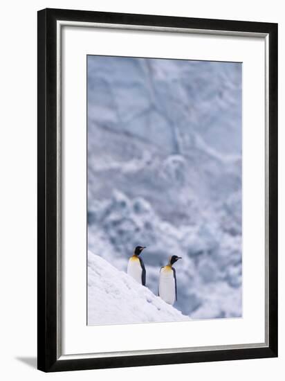 King Penguins Climbing Snow Hill-DLILLC-Framed Photographic Print