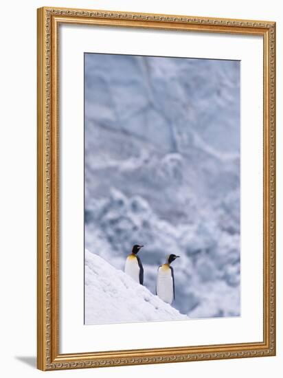 King Penguins Climbing Snow Hill-DLILLC-Framed Photographic Print