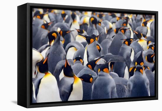 King Penguins Colony. Many Birds Together, on Falkland Islands. Wildlife Scene from Nature. Animal-Ondrej Prosicky-Framed Premier Image Canvas