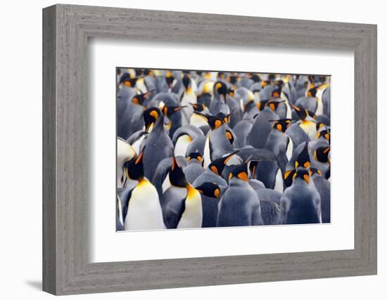 King Penguins Colony. Many Birds Together, on Falkland Islands. Wildlife Scene from Nature. Animal-Ondrej Prosicky-Framed Photographic Print