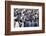 King Penguins Colony. Many Birds Together, on Falkland Islands. Wildlife Scene from Nature. Animal-Ondrej Prosicky-Framed Photographic Print