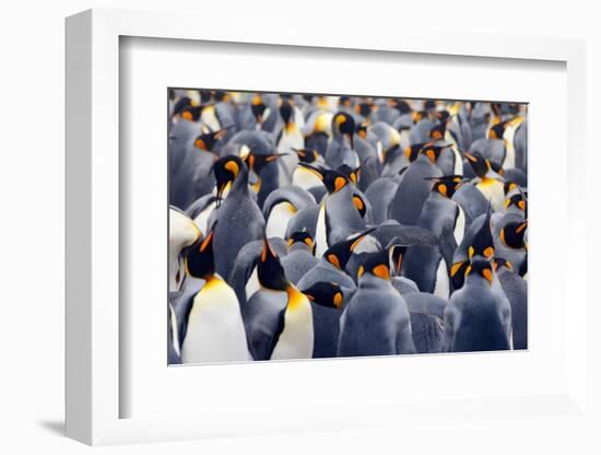 King Penguins Colony. Many Birds Together, on Falkland Islands. Wildlife Scene from Nature. Animal-Ondrej Prosicky-Framed Photographic Print