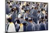 King Penguins Colony. Many Birds Together, on Falkland Islands. Wildlife Scene from Nature. Animal-Ondrej Prosicky-Mounted Photographic Print