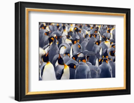 King Penguins Colony. Many Birds Together, on Falkland Islands. Wildlife Scene from Nature. Animal-Ondrej Prosicky-Framed Photographic Print