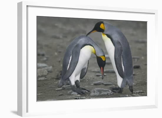King Penguins Engaging in Mating Ritual-DLILLC-Framed Photographic Print