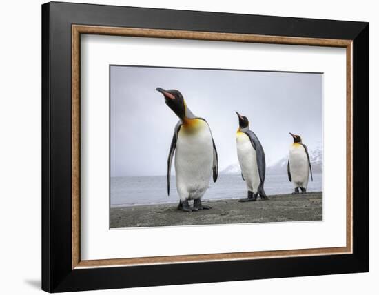 King penguins group, St. Andrews Bay, South Georgia-Alex Hyde-Framed Photographic Print