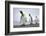 King penguins group, St. Andrews Bay, South Georgia-Alex Hyde-Framed Photographic Print