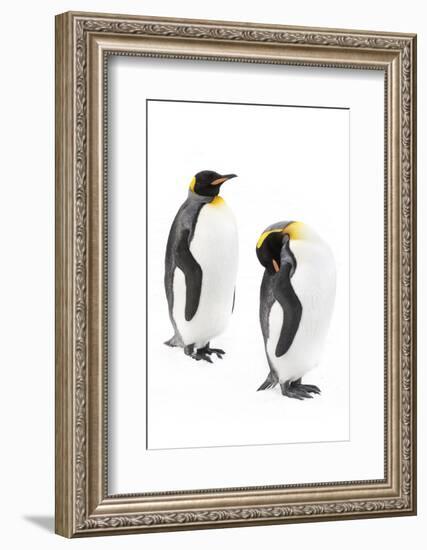 King penguins, Grytviken, South Georgia, November.-Alex Hyde-Framed Photographic Print