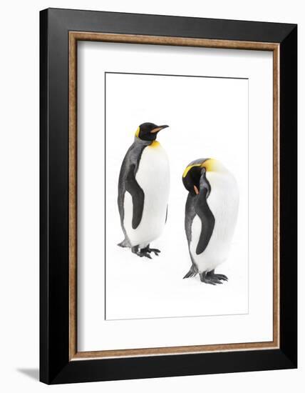 King penguins, Grytviken, South Georgia, November.-Alex Hyde-Framed Photographic Print