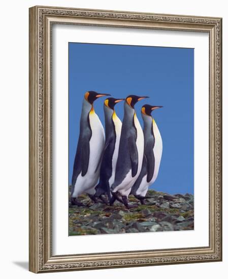 King Penguins in a Mating Ritual March, South Georgia Island-Charles Sleicher-Framed Photographic Print