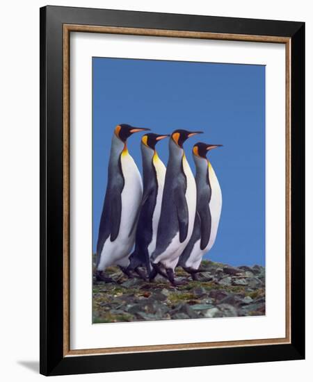 King Penguins in a Mating Ritual March, South Georgia Island-Charles Sleicher-Framed Photographic Print