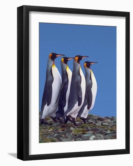 King Penguins in a Mating Ritual March, South Georgia Island-Charles Sleicher-Framed Photographic Print