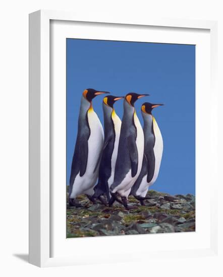 King Penguins in a Mating Ritual March, South Georgia Island-Charles Sleicher-Framed Photographic Print