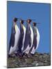 King Penguins in a Mating Ritual March, South Georgia Island-Charles Sleicher-Mounted Photographic Print