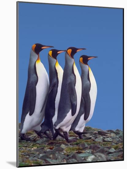 King Penguins in a Mating Ritual March, South Georgia Island-Charles Sleicher-Mounted Photographic Print