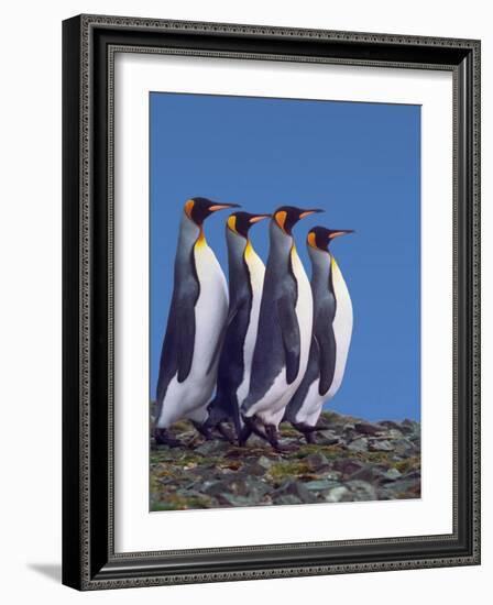 King Penguins in a Mating Ritual March, South Georgia Island-Charles Sleicher-Framed Photographic Print