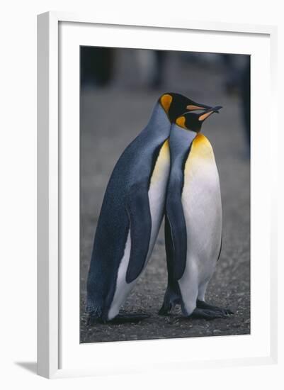 King Penguins Leaning on Each Other-DLILLC-Framed Photographic Print