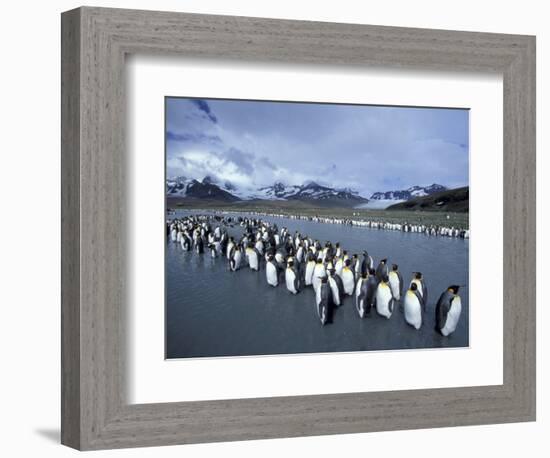 King Penguins on Cook Glacier, South Georgia Island, Antarctica-Hugh Rose-Framed Photographic Print