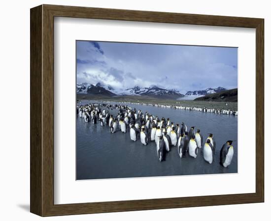 King Penguins on Cook Glacier, South Georgia Island, Antarctica-Hugh Rose-Framed Photographic Print