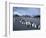 King Penguins on Cook Glacier, South Georgia Island, Antarctica-Hugh Rose-Framed Photographic Print