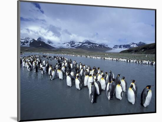 King Penguins on Cook Glacier, South Georgia Island, Antarctica-Hugh Rose-Mounted Photographic Print