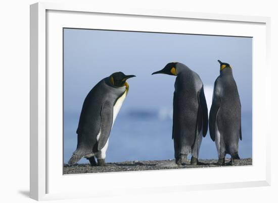 King Penguins on Rocky Beach-DLILLC-Framed Photographic Print