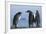 King Penguins on Rocky Beach-DLILLC-Framed Photographic Print