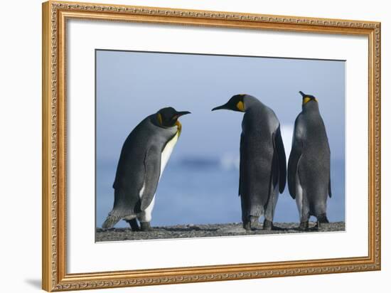 King Penguins on Rocky Beach-DLILLC-Framed Photographic Print