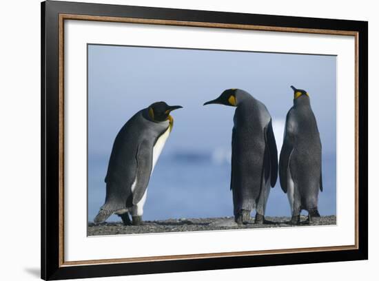 King Penguins on Rocky Beach-DLILLC-Framed Photographic Print