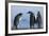 King Penguins on Rocky Beach-DLILLC-Framed Photographic Print