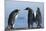 King Penguins on Rocky Beach-DLILLC-Mounted Photographic Print