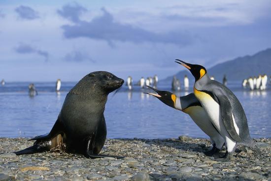 Photographic Print, , large