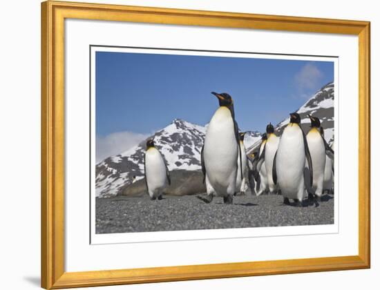 King Penguins, South Georgia-Donald Paulson-Framed Giclee Print