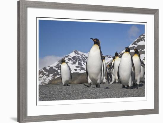 King Penguins, South Georgia-Donald Paulson-Framed Giclee Print