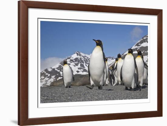 King Penguins, South Georgia-Donald Paulson-Framed Giclee Print