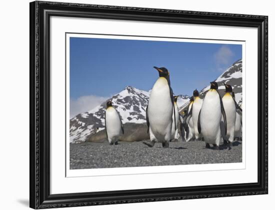 King Penguins, South Georgia-Donald Paulson-Framed Giclee Print