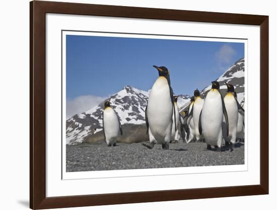 King Penguins, South Georgia-Donald Paulson-Framed Giclee Print