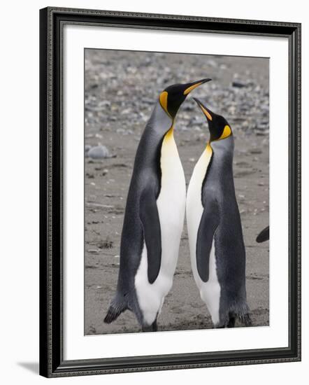 King Penguins, St. Andrews Bay, South Georgia, South Atlantic-Robert Harding-Framed Photographic Print