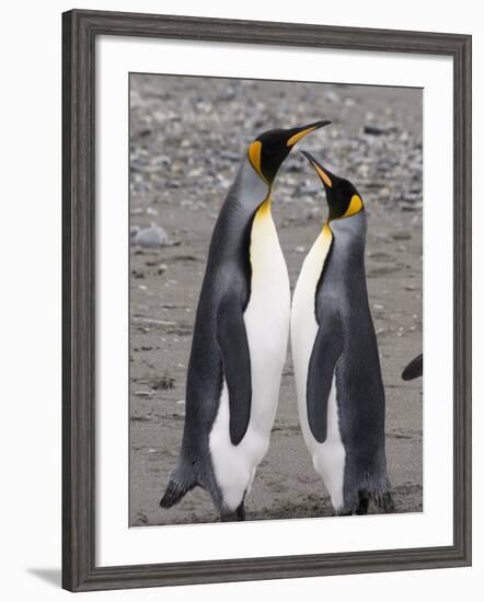 King Penguins, St. Andrews Bay, South Georgia, South Atlantic-Robert Harding-Framed Photographic Print