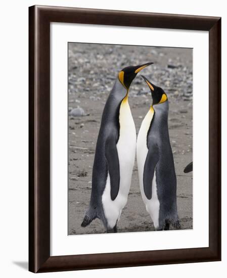 King Penguins, St. Andrews Bay, South Georgia, South Atlantic-Robert Harding-Framed Photographic Print