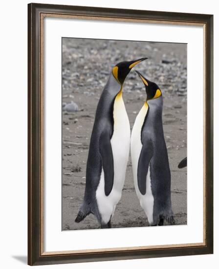 King Penguins, St. Andrews Bay, South Georgia, South Atlantic-Robert Harding-Framed Photographic Print