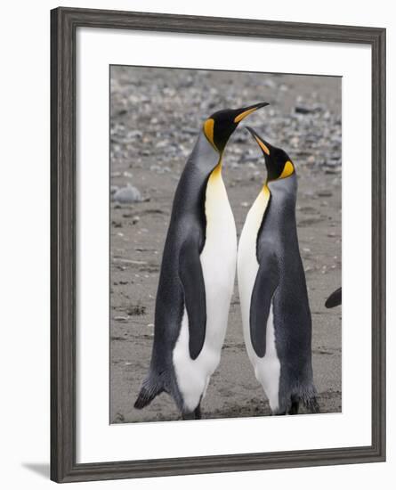 King Penguins, St. Andrews Bay, South Georgia, South Atlantic-Robert Harding-Framed Photographic Print