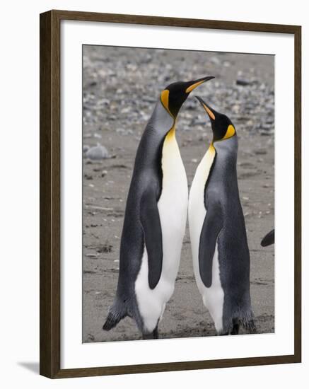 King Penguins, St. Andrews Bay, South Georgia, South Atlantic-Robert Harding-Framed Photographic Print