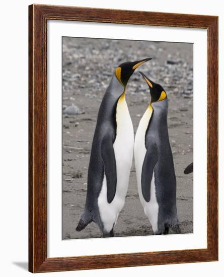 King Penguins, St. Andrews Bay, South Georgia, South Atlantic-Robert Harding-Framed Photographic Print