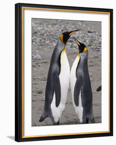 King Penguins, St. Andrews Bay, South Georgia, South Atlantic-Robert Harding-Framed Photographic Print