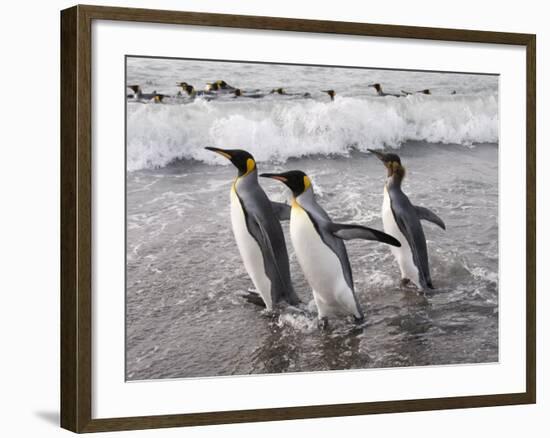 King Penguins, St. Andrews Bay, South Georgia, South Atlantic-Robert Harding-Framed Photographic Print