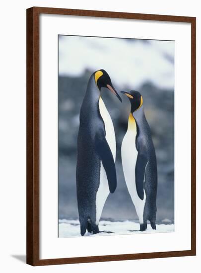 King Penguins Standing Belly to Belly-DLILLC-Framed Photographic Print