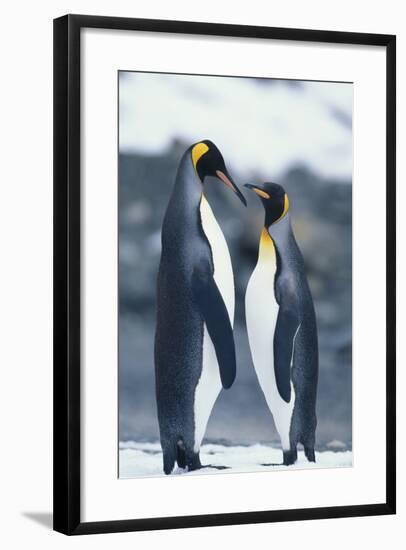 King Penguins Standing Belly to Belly-DLILLC-Framed Photographic Print