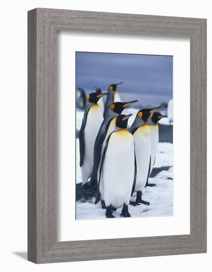 King Penguins Standing in Snow-DLILLC-Framed Photographic Print