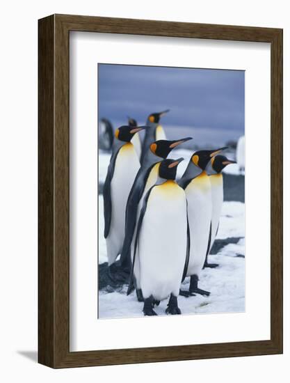 King Penguins Standing in Snow-DLILLC-Framed Photographic Print